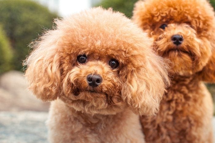 7 Teddy Bear Dogs That Make the Cutest Companions